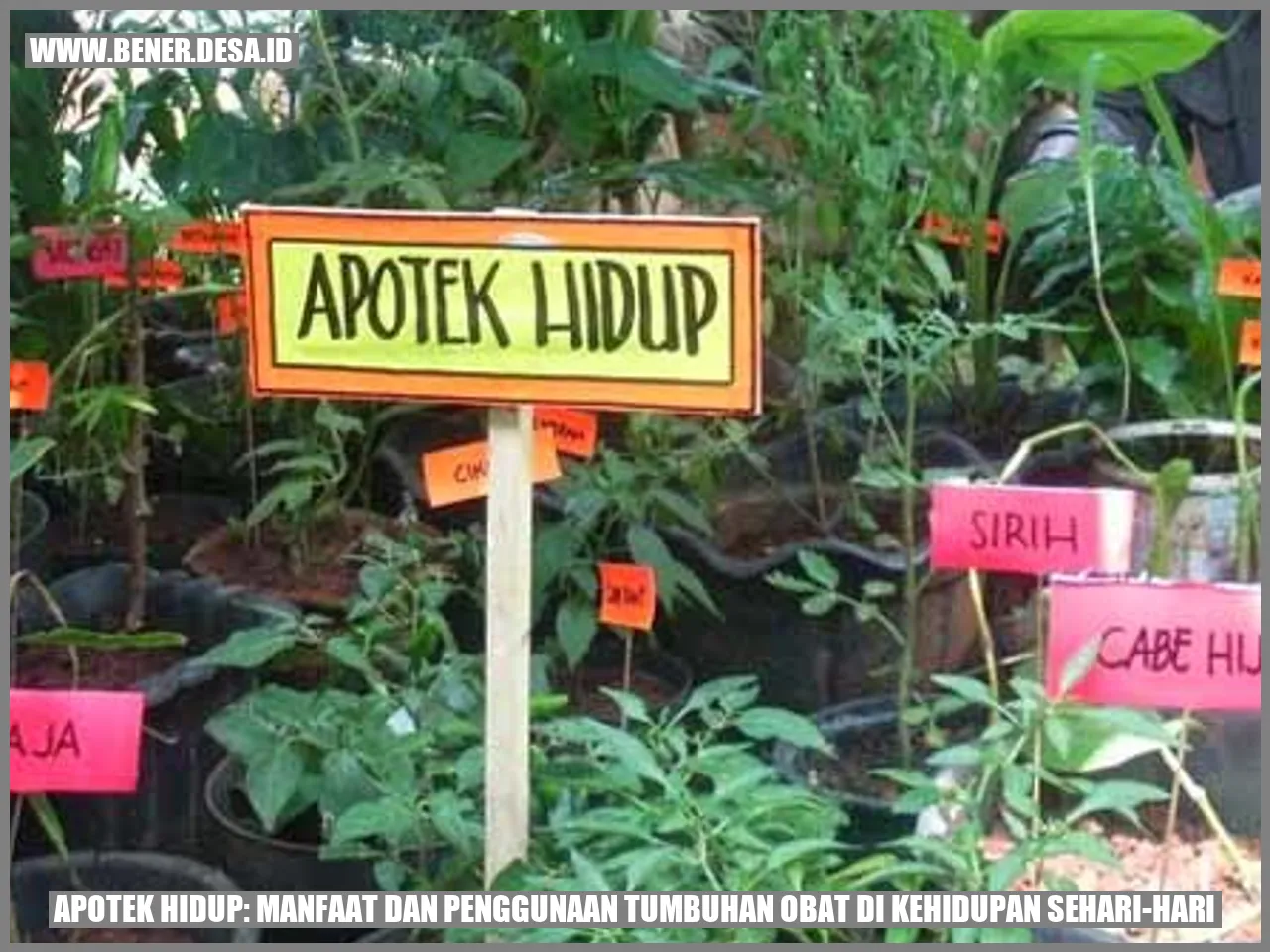 Apotek Hidup: Manfaat dan Penggunaan Tumbuhan Obat di Kehidupan Sehari-hari