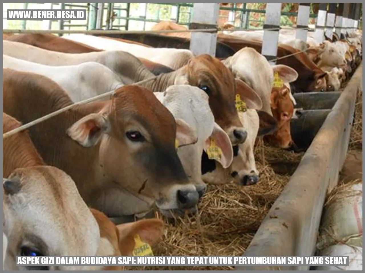 Aspek Gizi dalam Budidaya Sapi: Nutrisi yang Tepat untuk Pertumbuhan Sapi yang Sehat