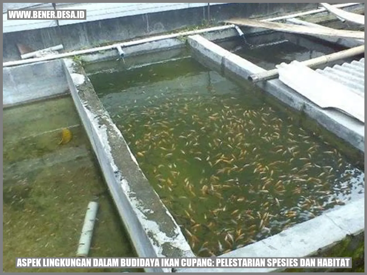 ikan cupang