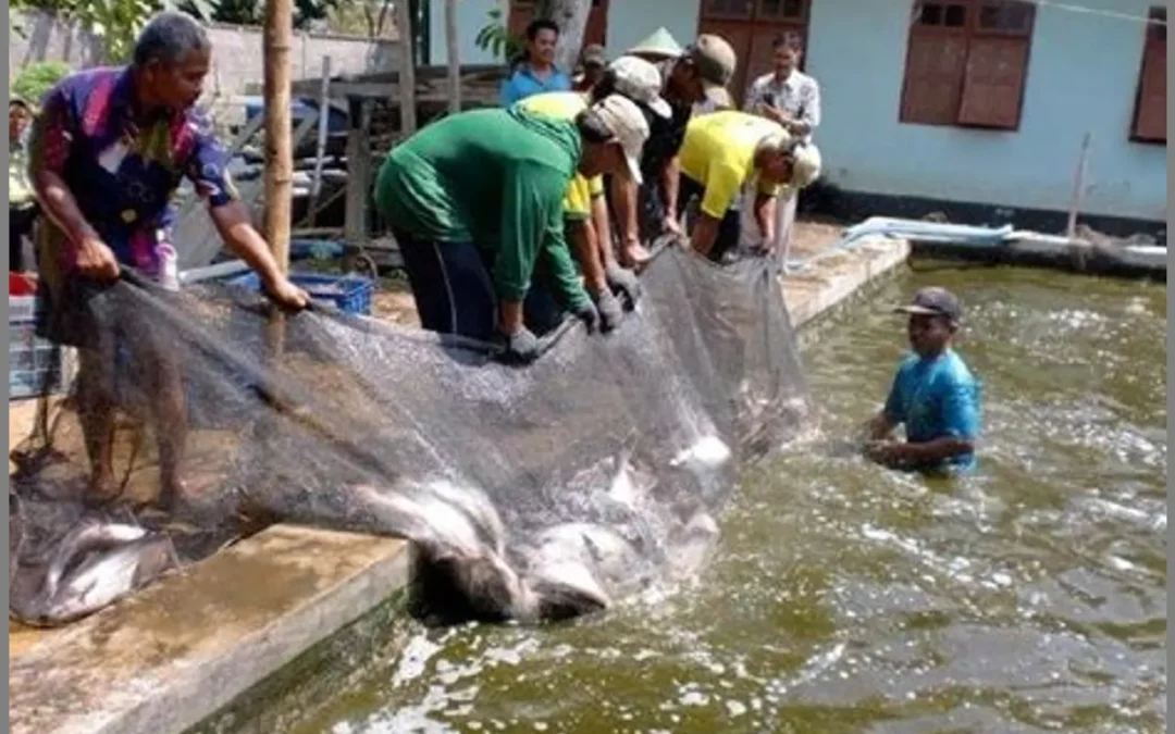Aspek Lingkungan dalam Budidaya Ikan Patin: Kontribusi pada Keberlanjutan dan Konservasi