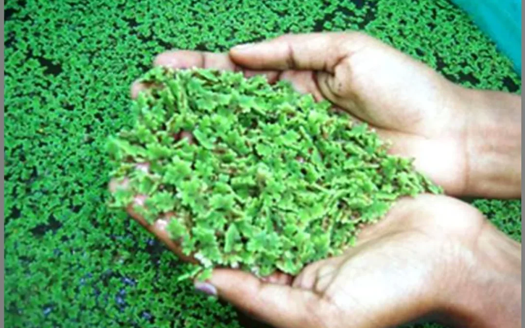 Azolla, Pupuk Organik Andalan dengan Kualitas Premium!