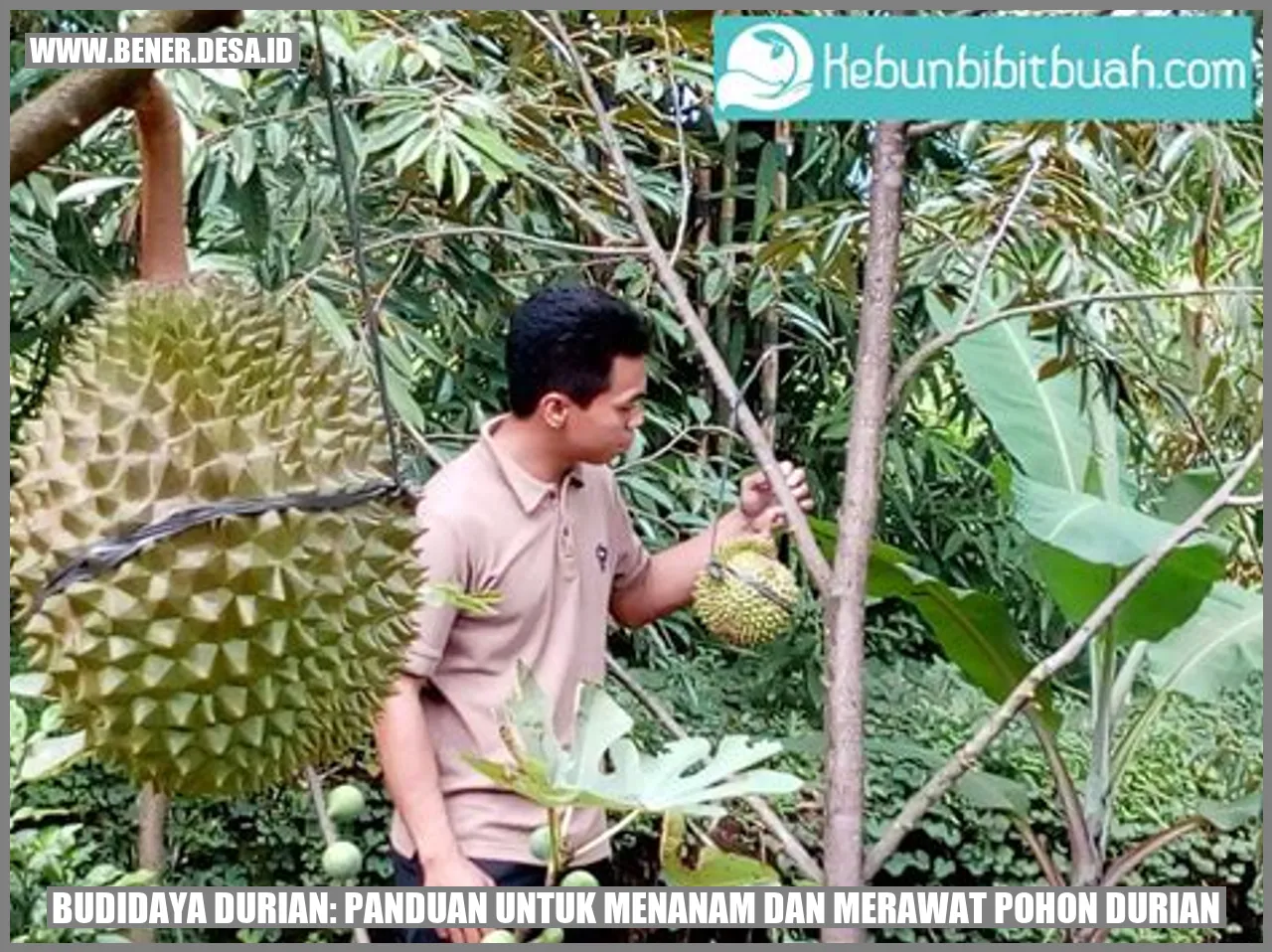 Budidaya Durian: Panduan untuk Menanam dan Merawat Pohon Durian