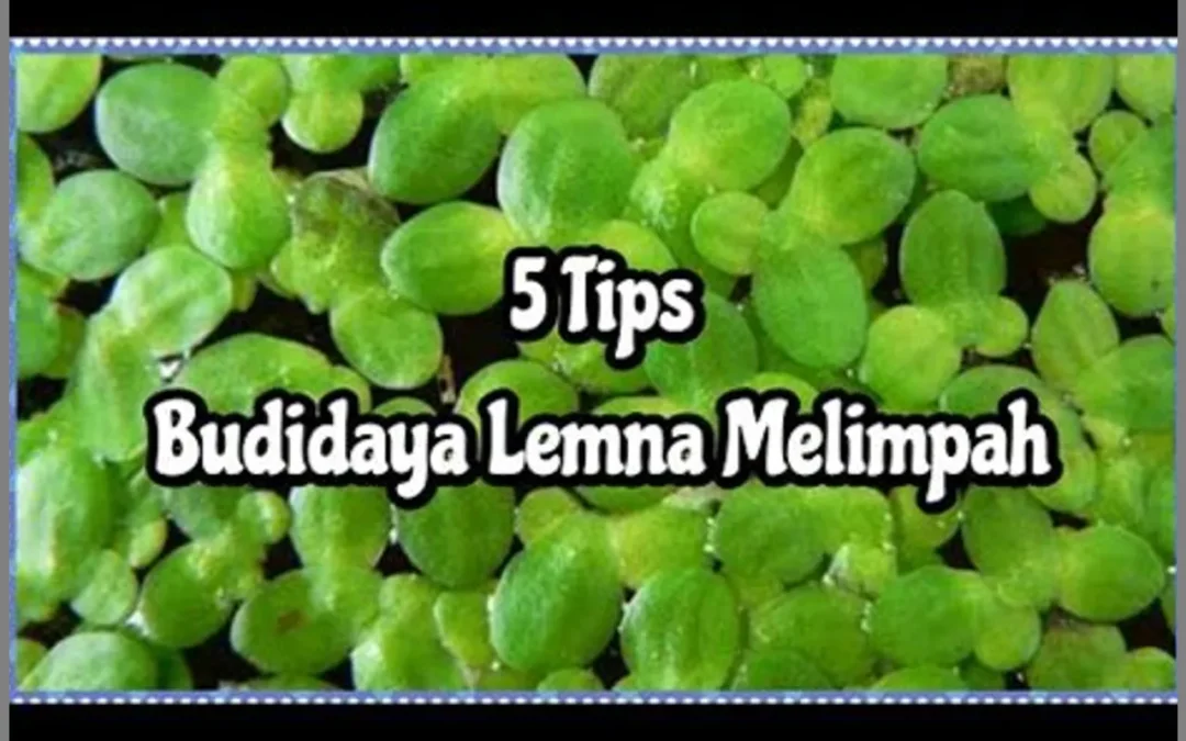 Budidaya Lemna di Rumah: Cara Menyediakan Pangan dan Nutrisi dengan Skala Kecil