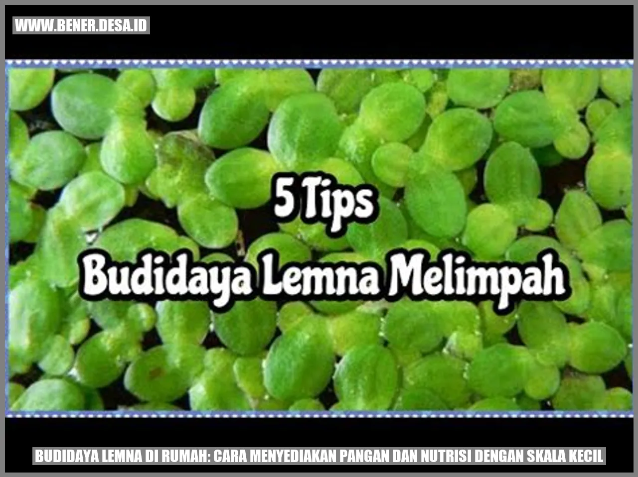 Lemna