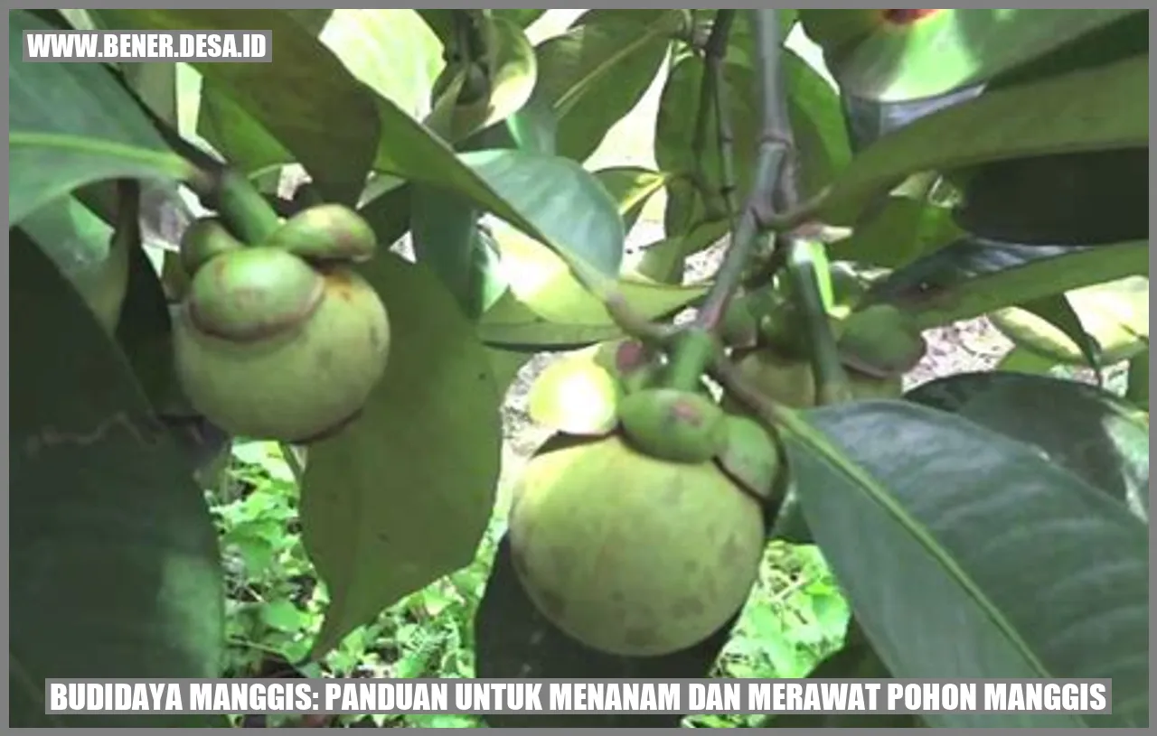 Budidaya Manggis
