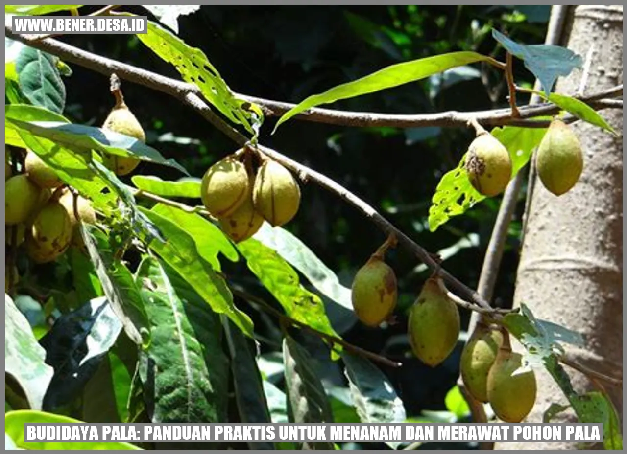Budidaya Pala