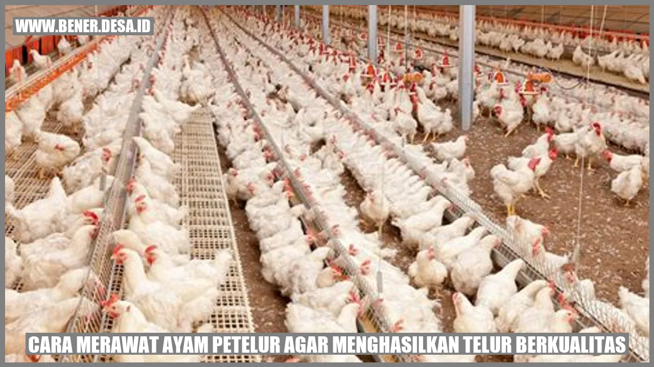 Cara Merawat Ayam Petelur agar Menghasilkan Telur Berkualitas