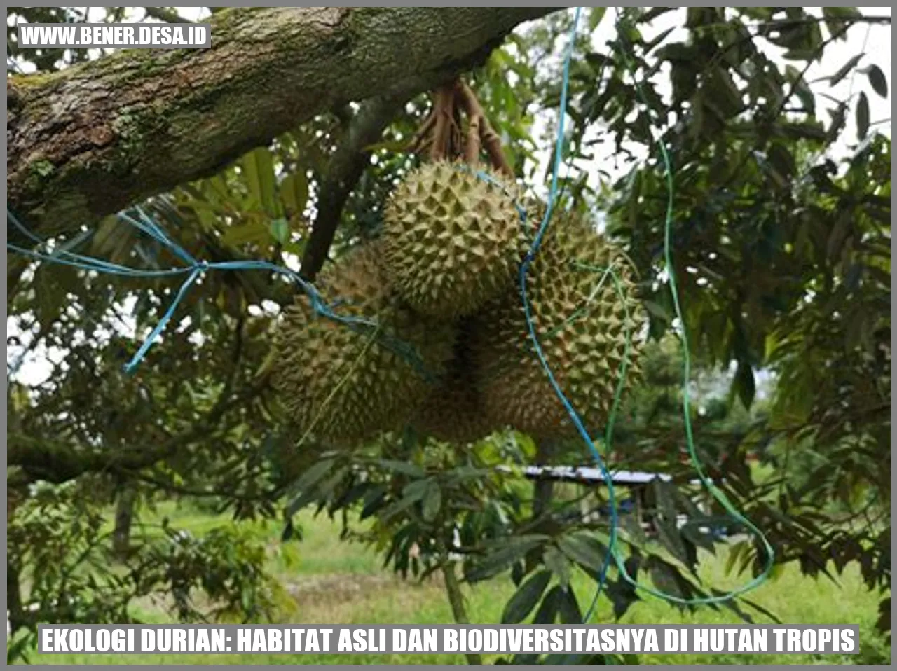 Ekologi Durian: Habitat Asli dan Biodiversitasnya di Hutan Tropis