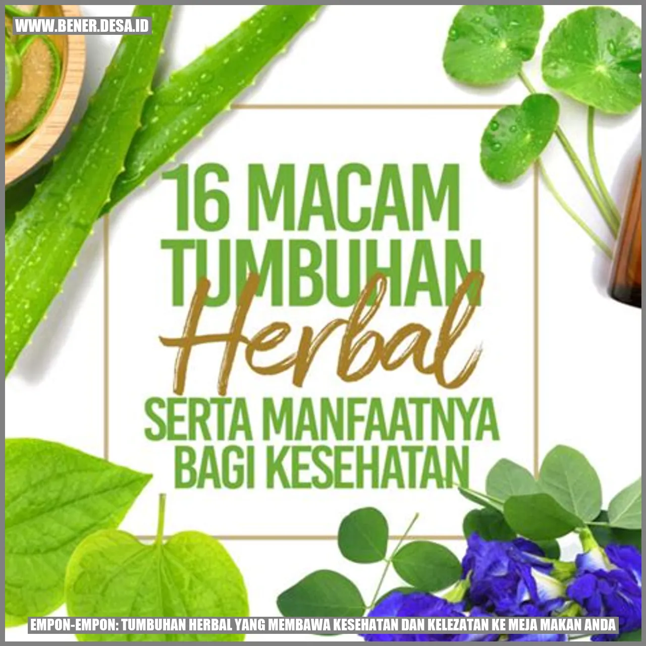 Empon-Empon: Tumbuhan Herbal yang Membawa Kesehatan dan Kelezatan ke Meja Makan Anda
