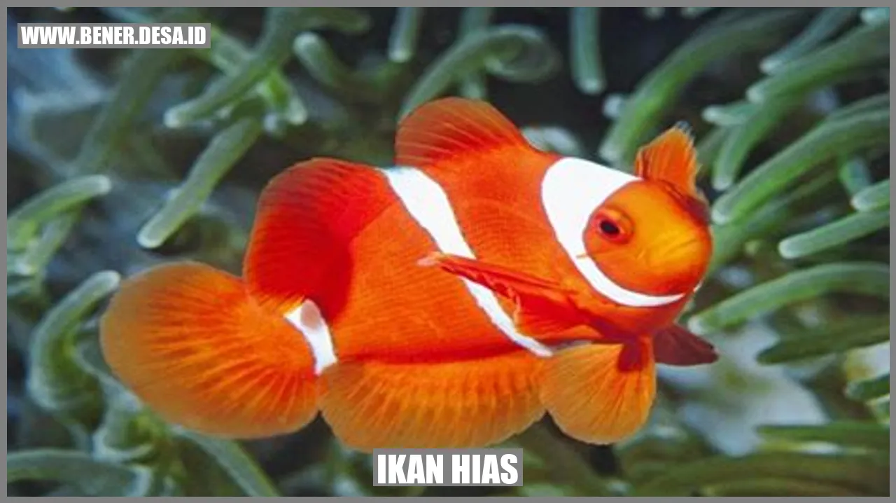 Gambar Ikan Hias