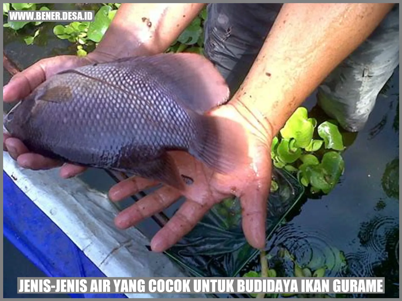 Jenis-jenis Air yang Cocok untuk Budidaya Ikan Gurame