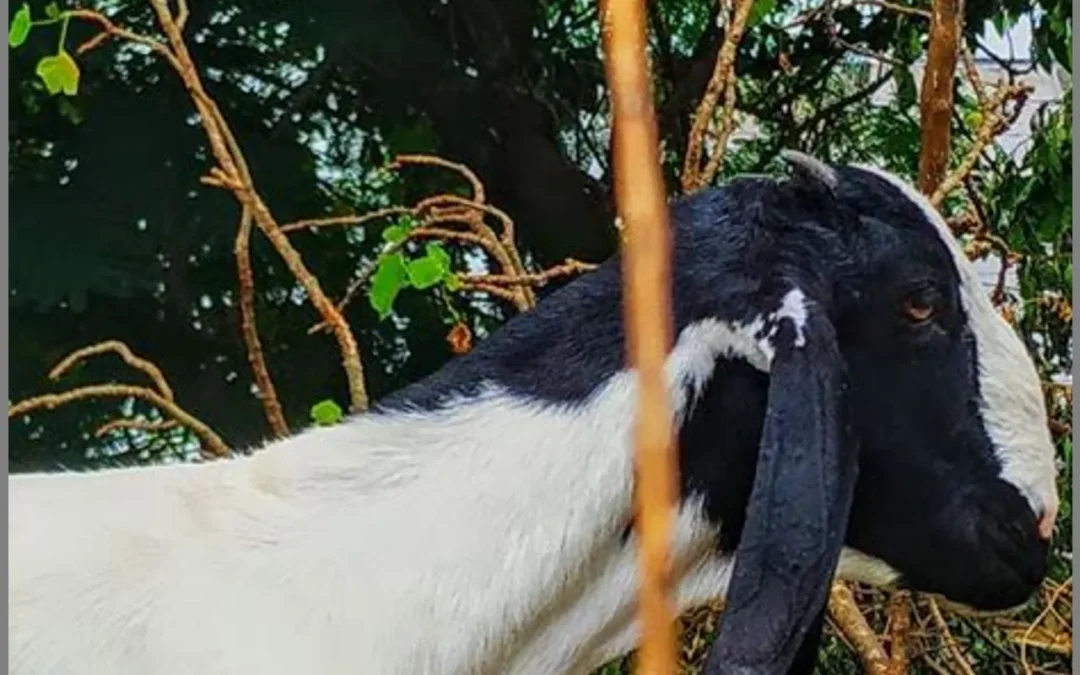 Jenis-Jenis Kambing yang Cocok untuk Peternakan di Daerah Tertentu