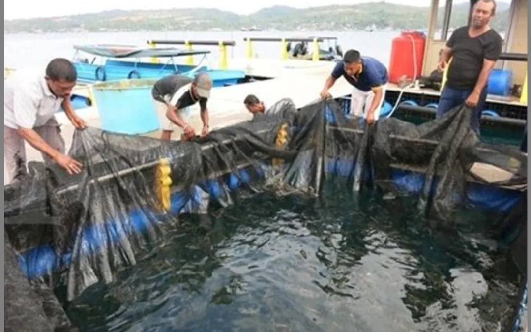 Kemitraan dengan Pemerintah dalam Pengembangan Kelompok Budidaya Ikan: Mendorong Peningkatan Produksi