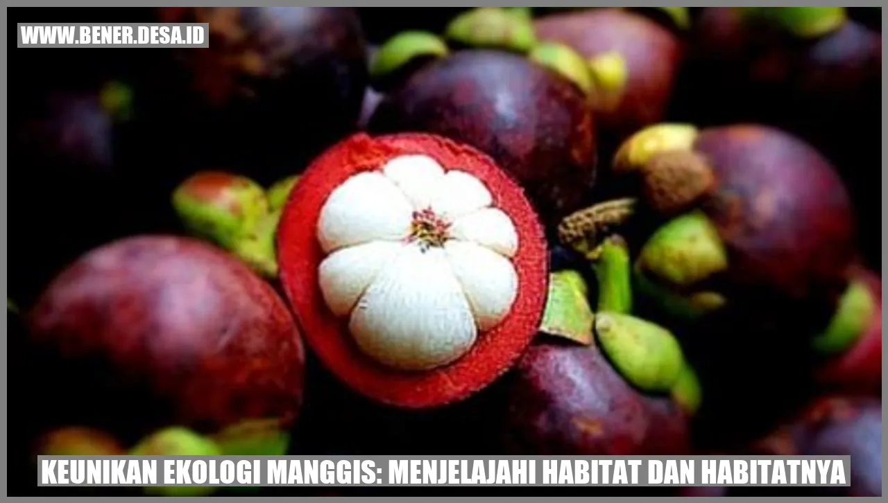Ekologi Manggis