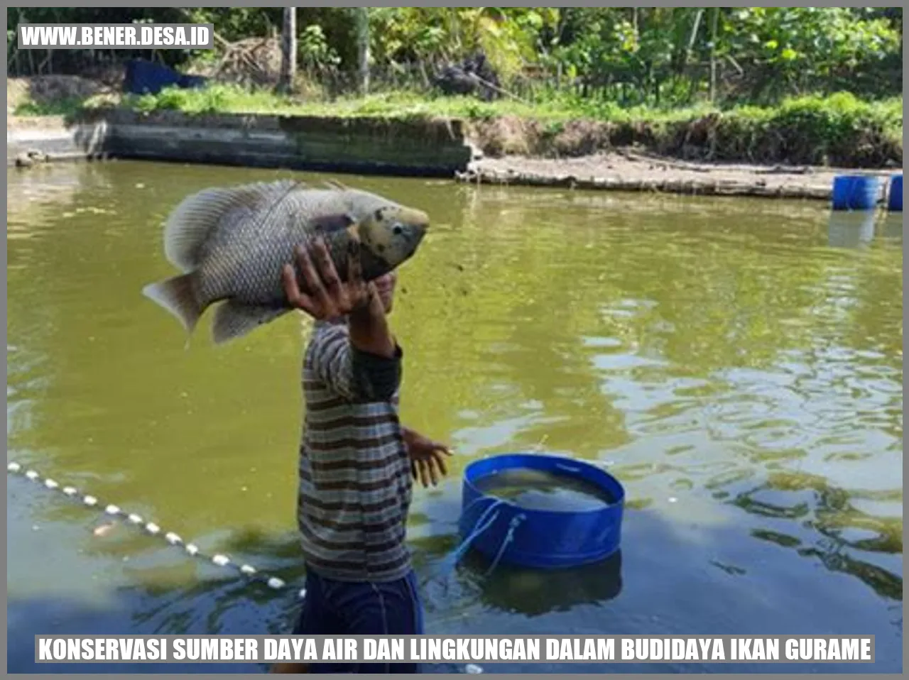 Konservasi Sumber Daya Air dan Lingkungan dalam Budidaya Ikan Gurame