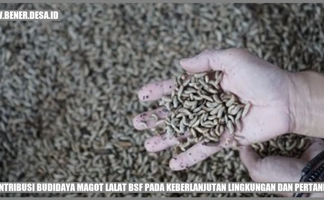 Kontribusi Budidaya Magot Lalat BSF pada Keberlanjutan Lingkungan dan Pertanian