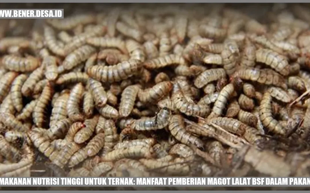 Makanan Nutrisi Tinggi untuk Ternak: Manfaat Pemberian Magot Lalat BSF dalam Pakan