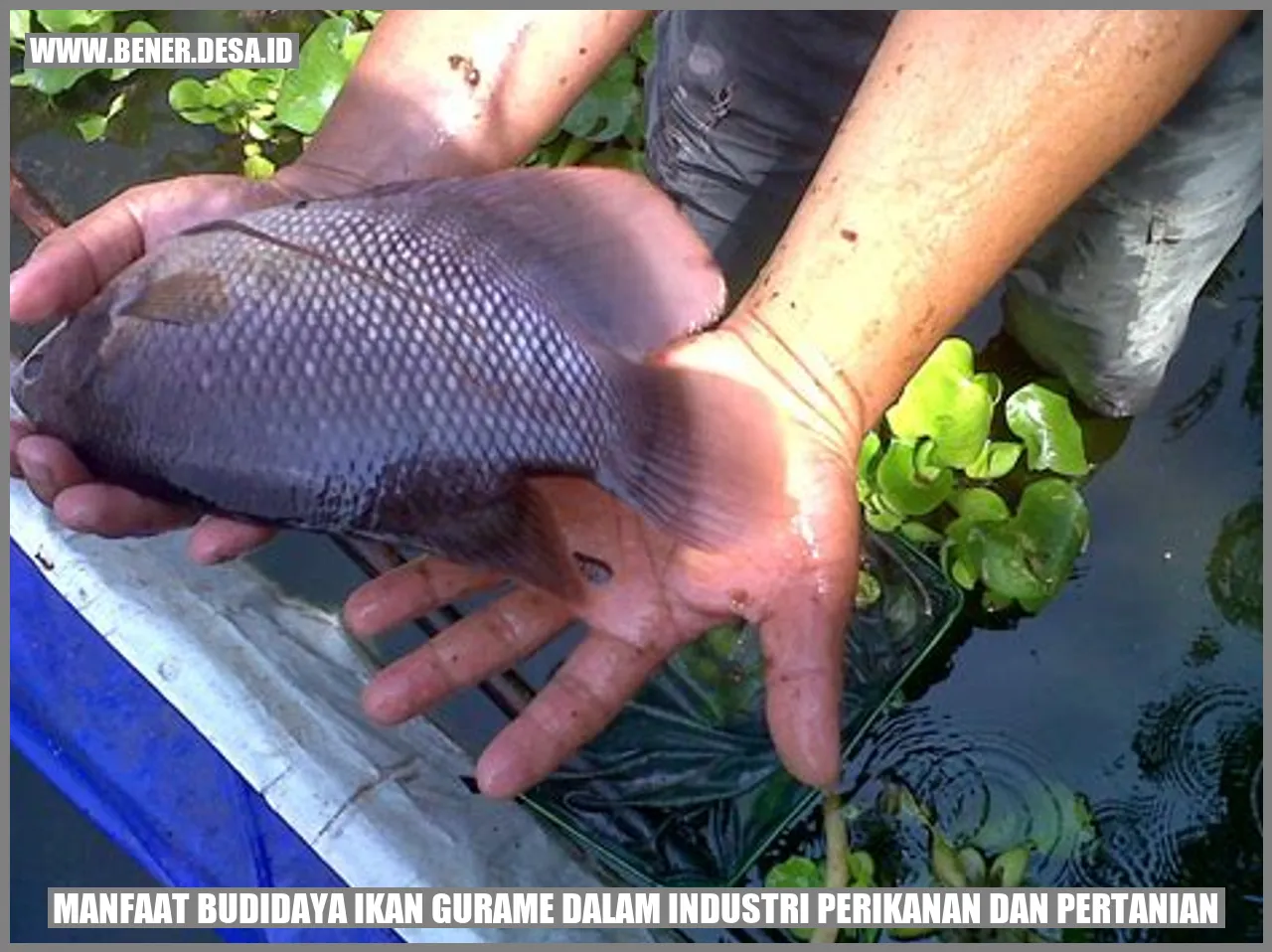 Manfaat Budidaya Ikan Gurame dalam Industri Perikanan dan Pertanian