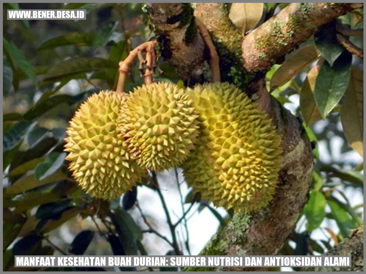 Manfaat Kesehatan Buah Durian: Sumber Nutrisi dan Antioksidan Alami