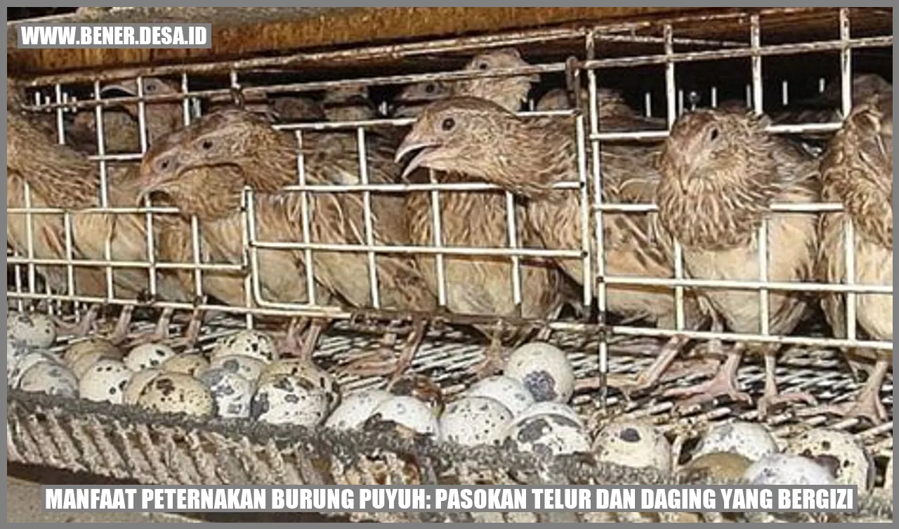 Manfaat Peternakan Burung Puyuh: Pasokan Telur dan Daging yang Bergizi