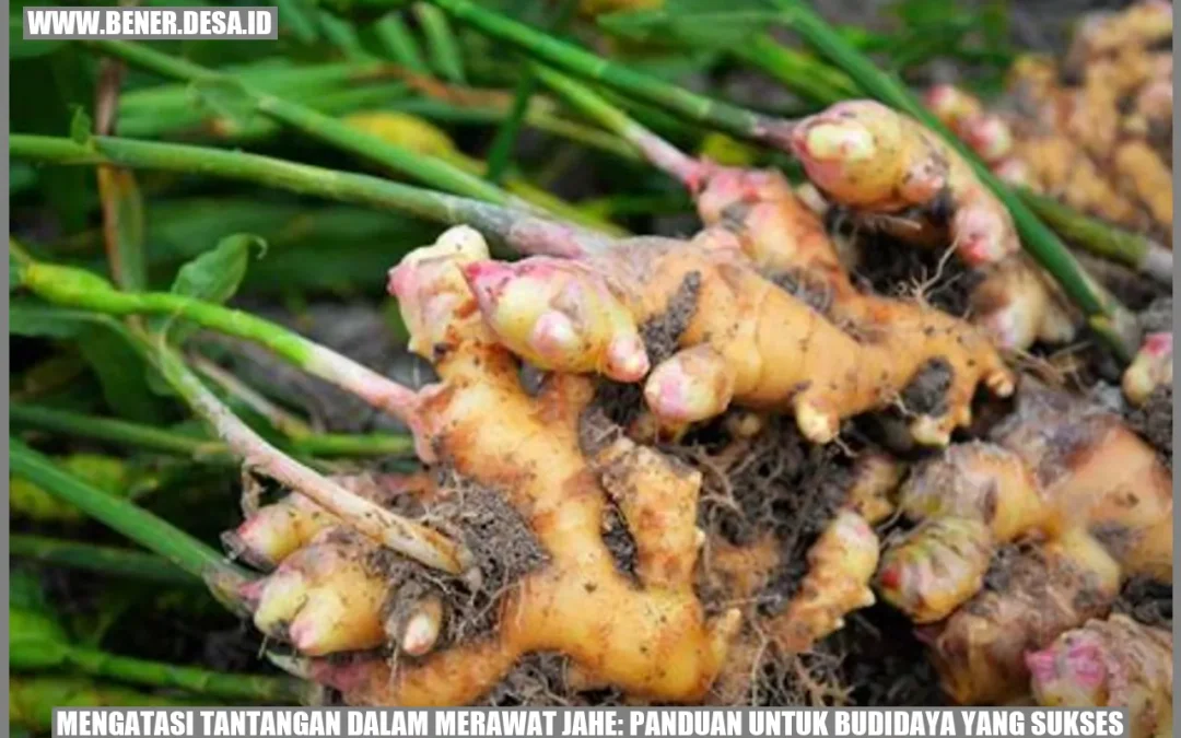 Mengatasi Tantangan dalam Merawat Jahe: Panduan untuk Budidaya yang Sukses