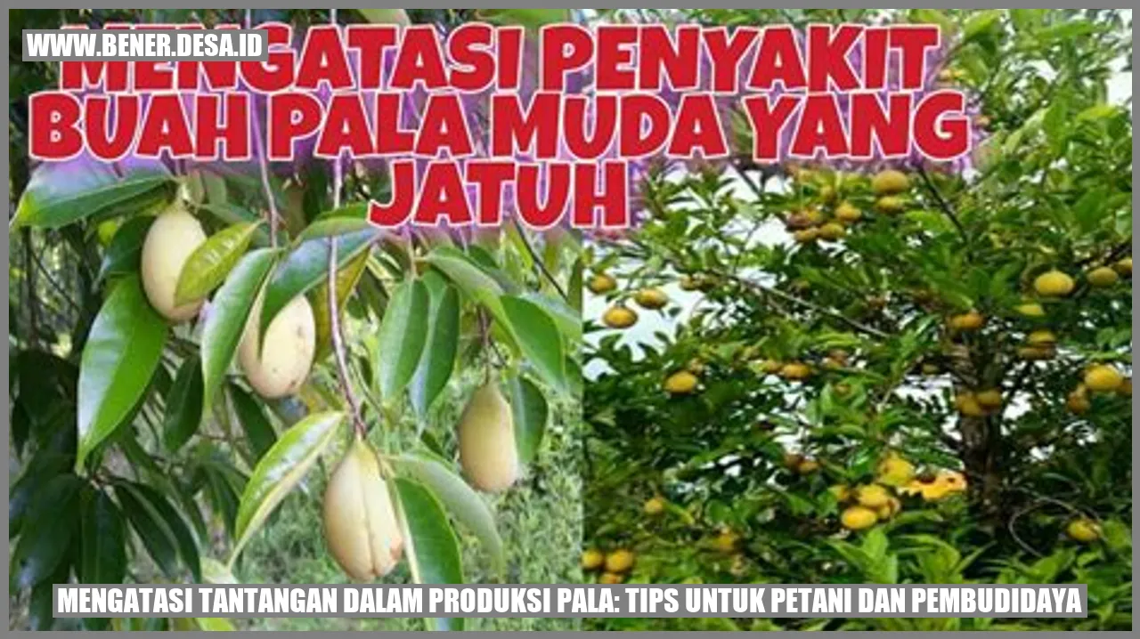 Mengatasi Tantangan dalam Produksi Pala: Tips untuk Petani dan Pembudidaya