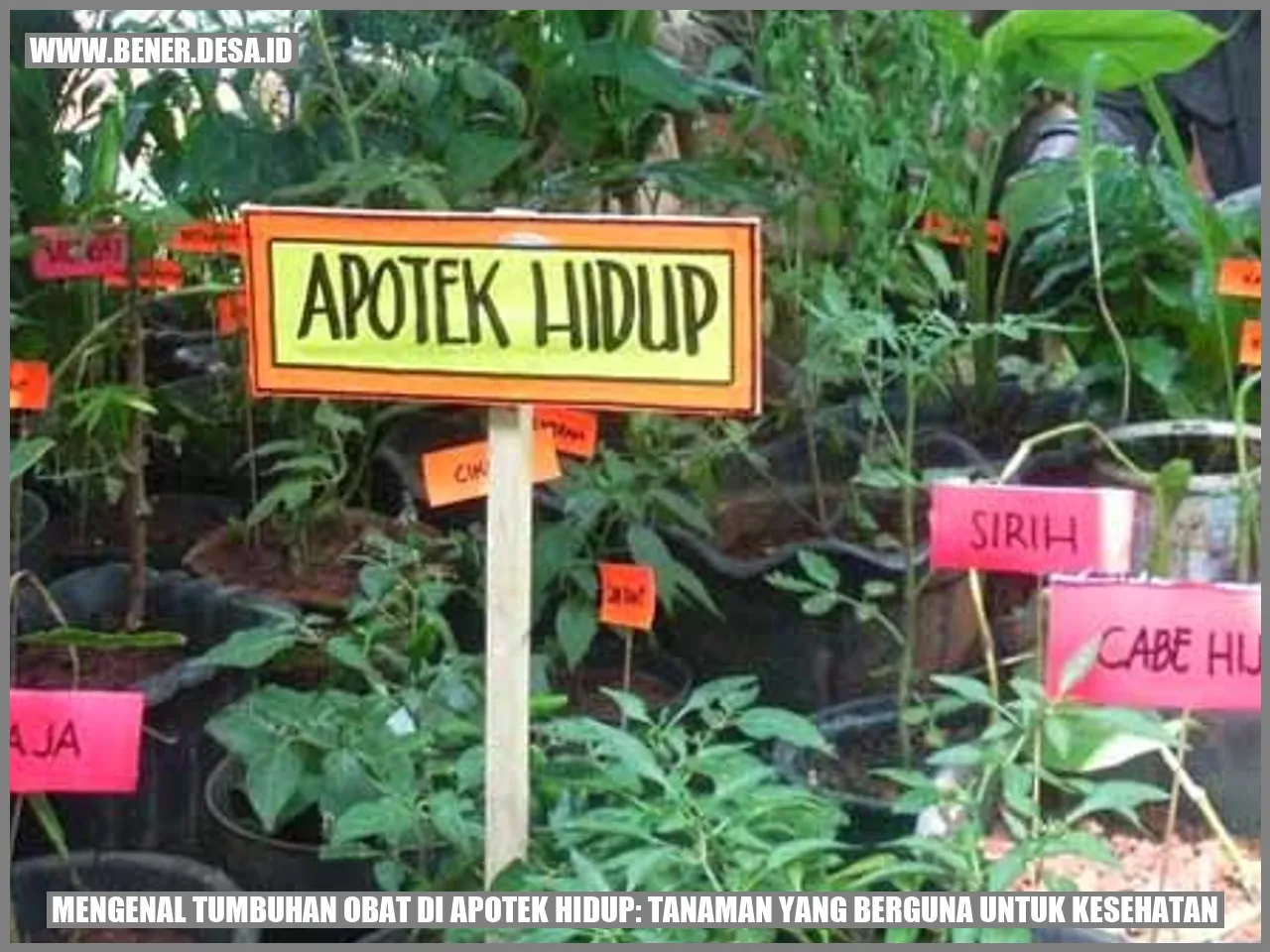 Gambar Jahe