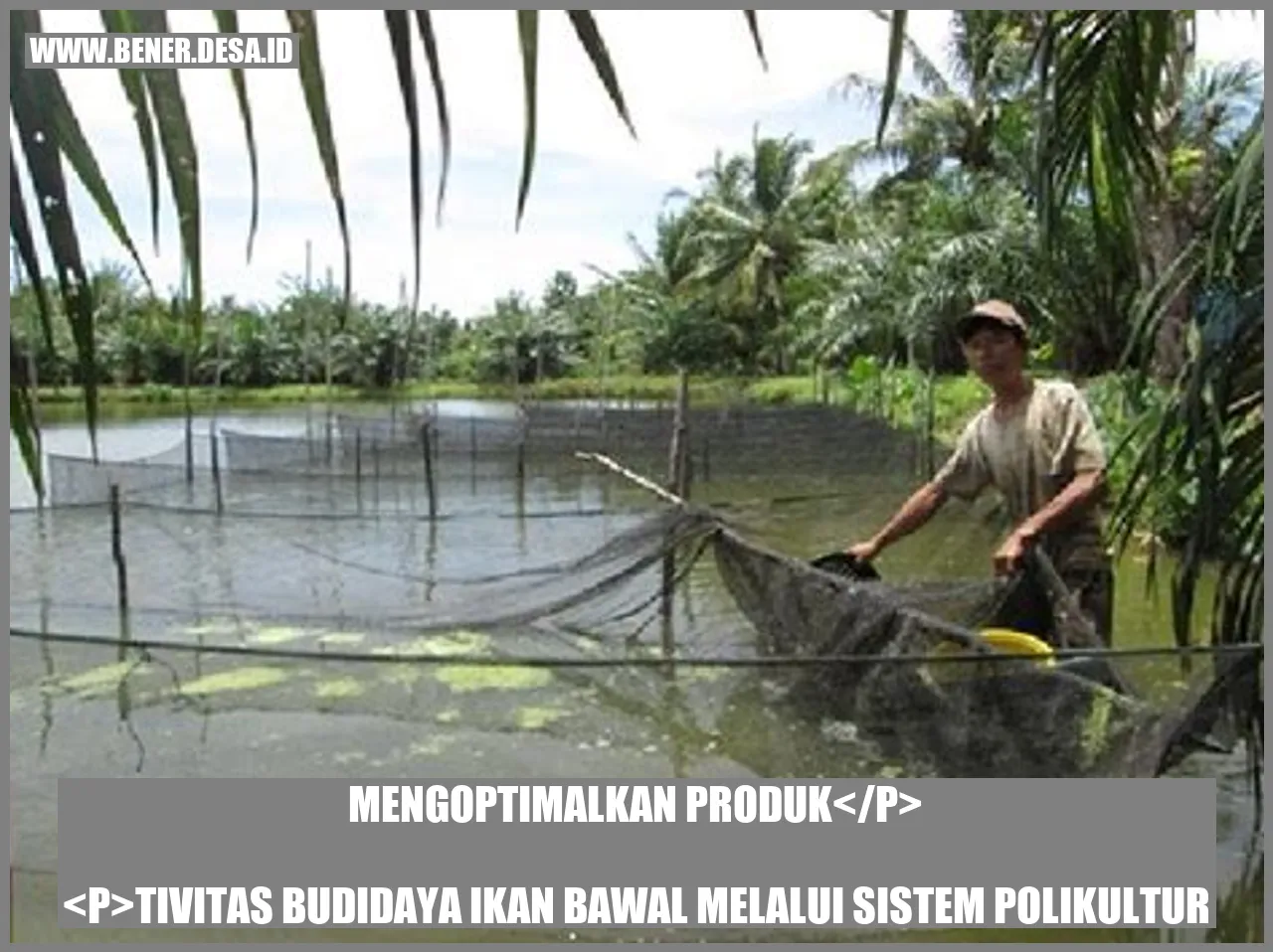 Mengoptimalkan Produktivitas Budidaya Ikan Bawal melalui Sistem Polikultur