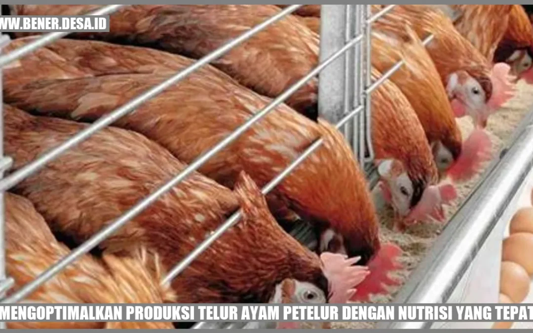 Mengoptimalkan Produksi Telur Ayam Petelur dengan Nutrisi yang Tepat