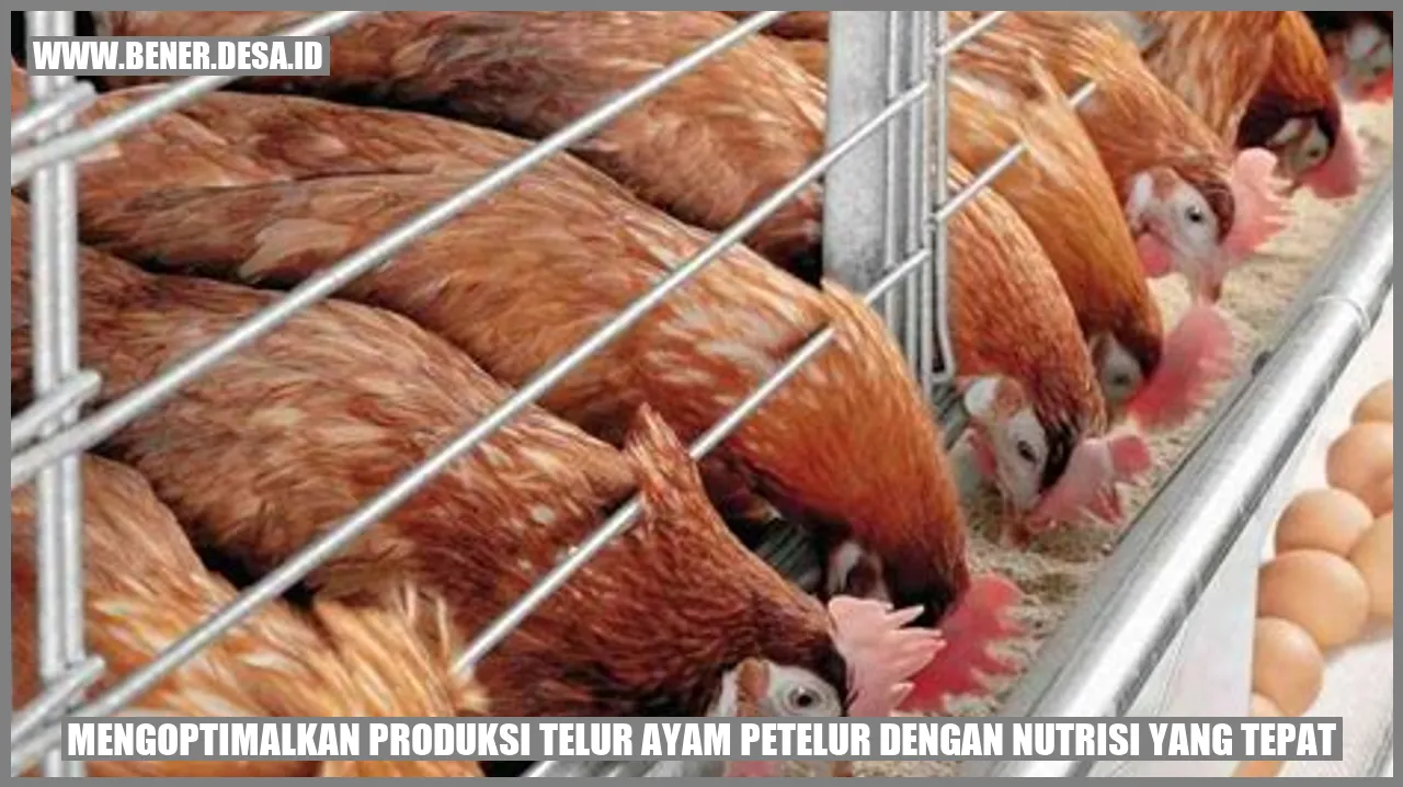 Mengoptimalkan Produksi Telur Ayam Petelur dengan Nutrisi yang Tepat