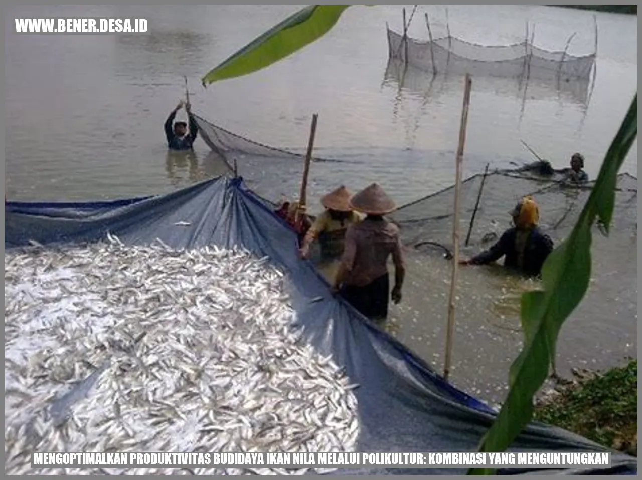 ikan nila