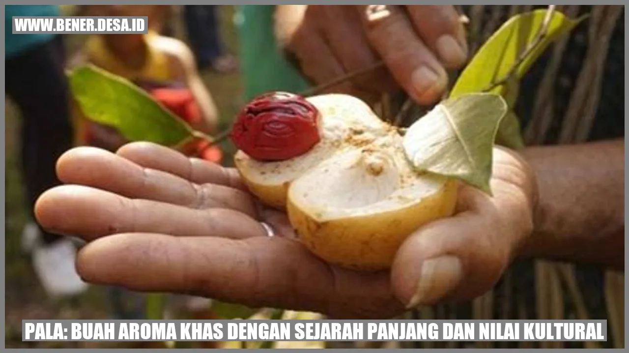 Pala: Buah Aroma Khas dengan Sejarah Panjang dan Nilai Kultural