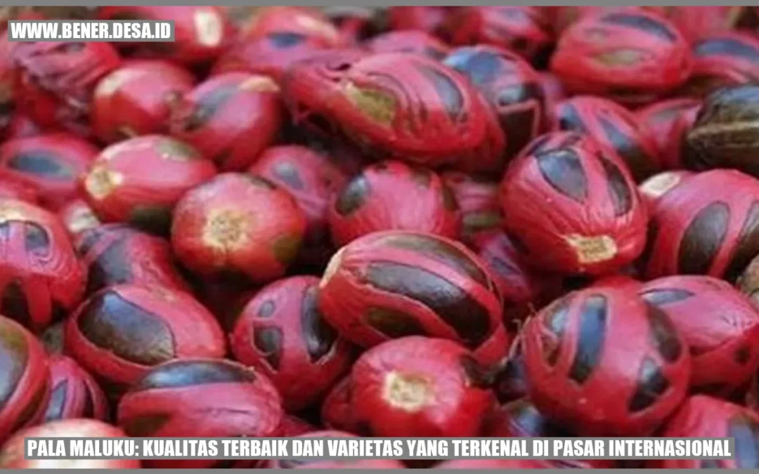 Pala Maluku: Kualitas Terbaik dan Varietas yang Terkenal di Pasar Internasional