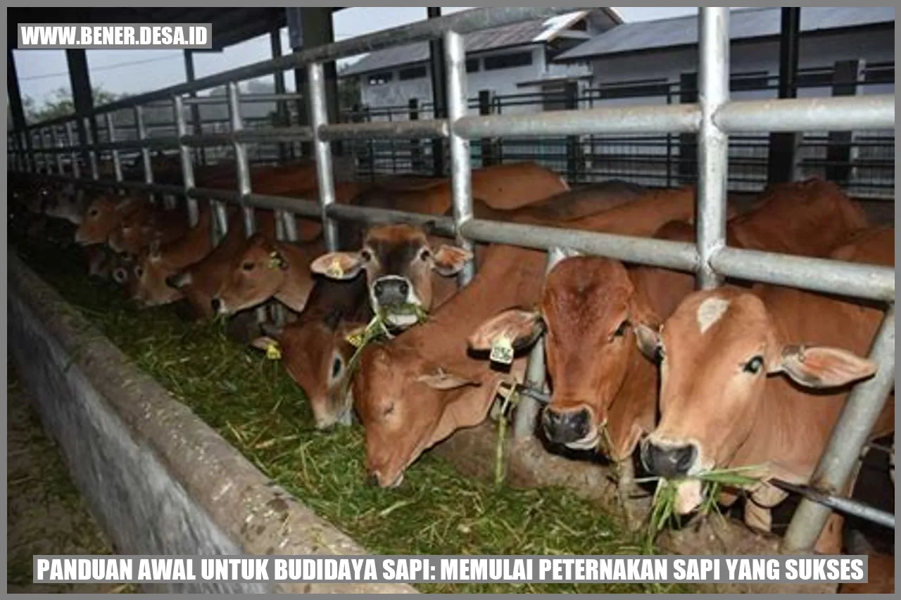Budidaya Sapi