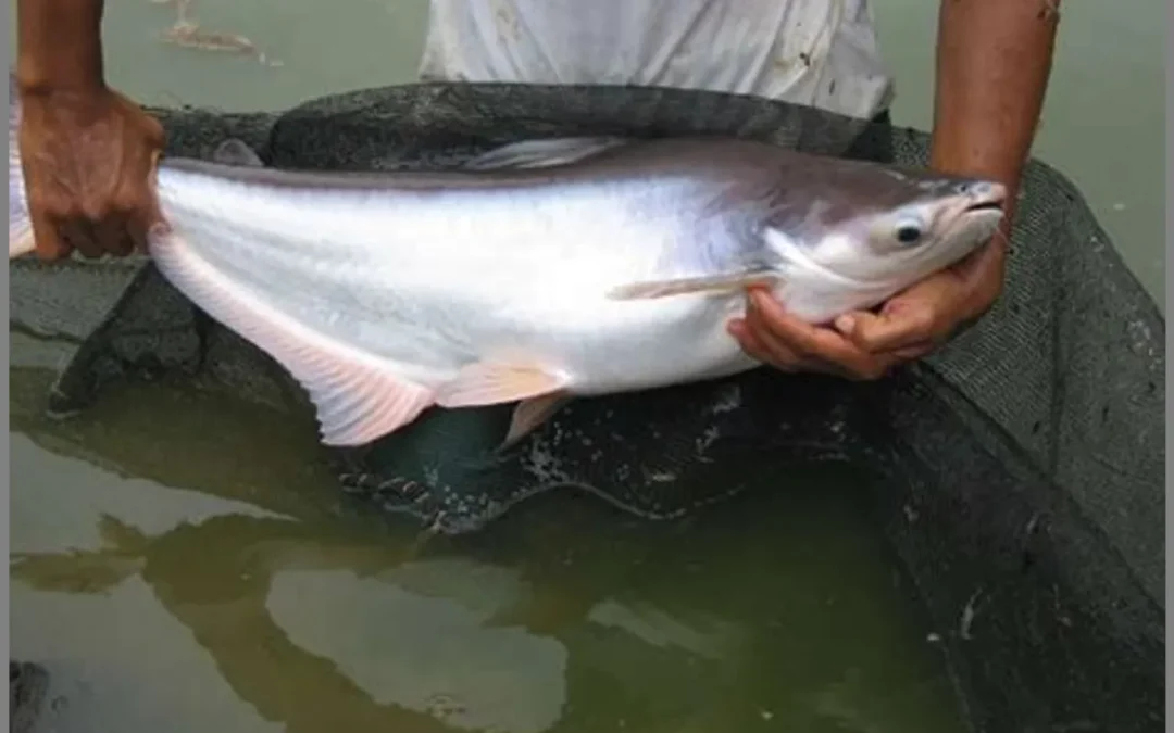 Panduan Lengkap Budidaya Ikan Patin: Sukses dalam Beternak Ikan Air Tawar