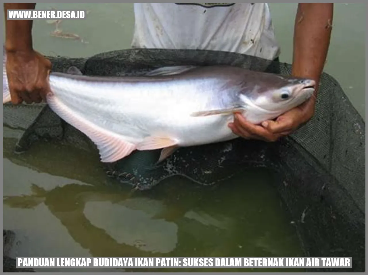 Budidaya Ikan Patin