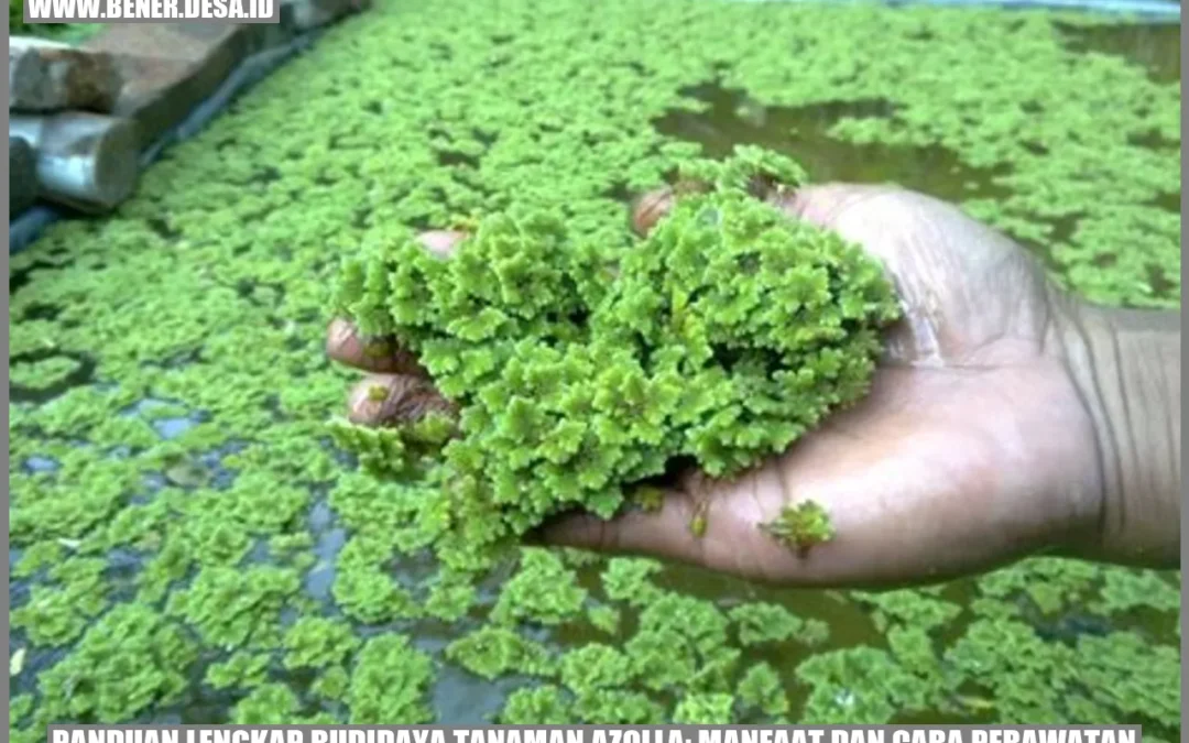Panduan Lengkap Budidaya Tanaman Azolla: Manfaat dan Cara Perawatan