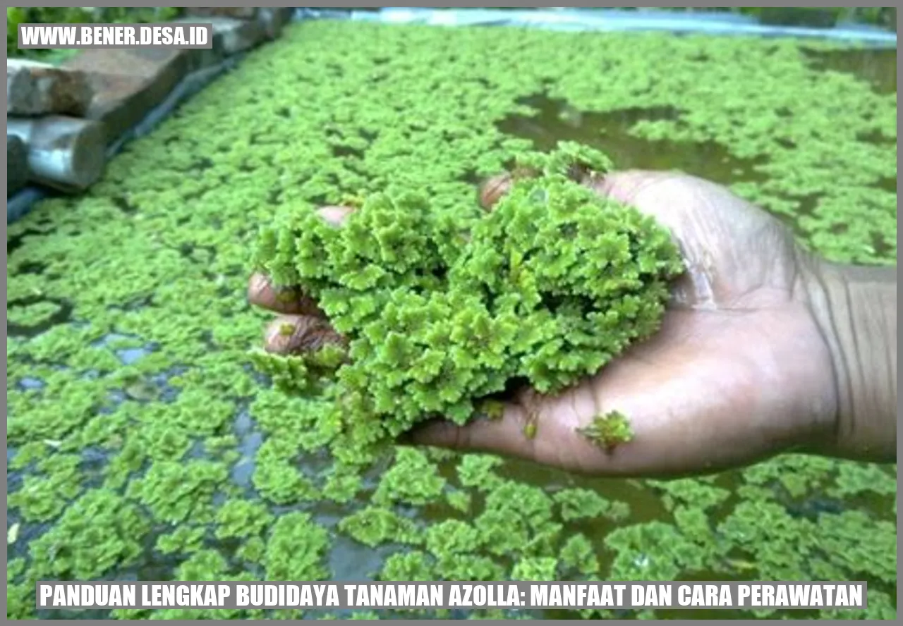 Tanaman Azolla