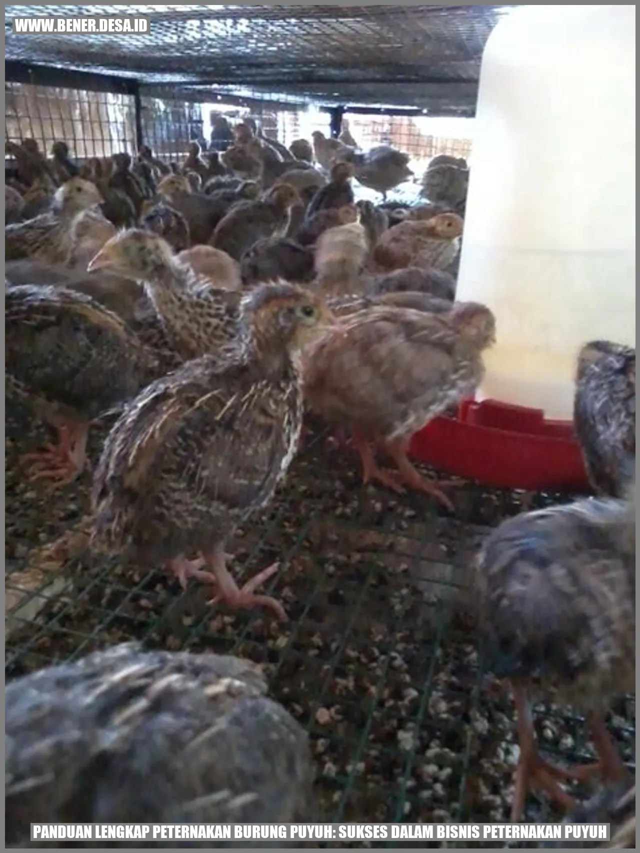 Peternakan Burung Puyuh