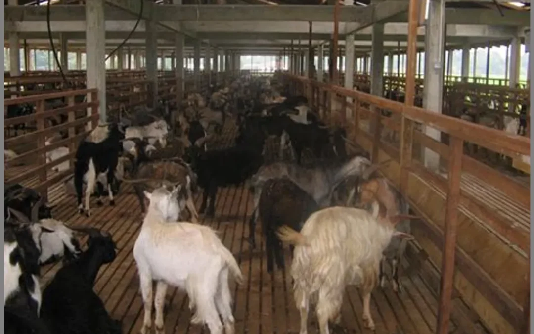 Panduan Praktis Memulai Peternakan Kambing: Langkah-Langkah Sukses untuk Pemula