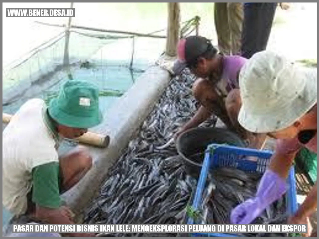 Gambar 1: Potensi Ikan Lele di Desa Bener