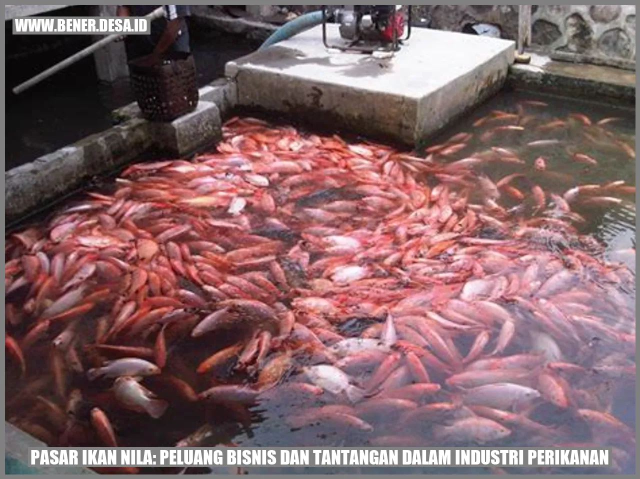 Pasar Ikan Nila