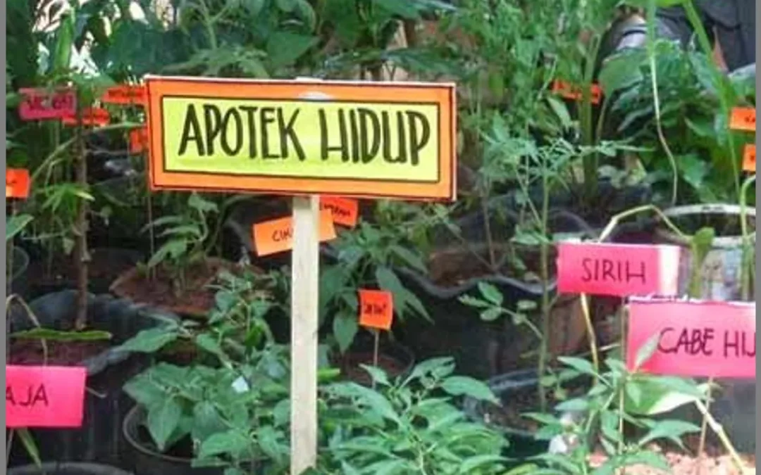 Pemanfaatan Tumbuhan Obat Lokal: Apotek Hidup Sebagai Alternatif Perawatan Kesehatan
