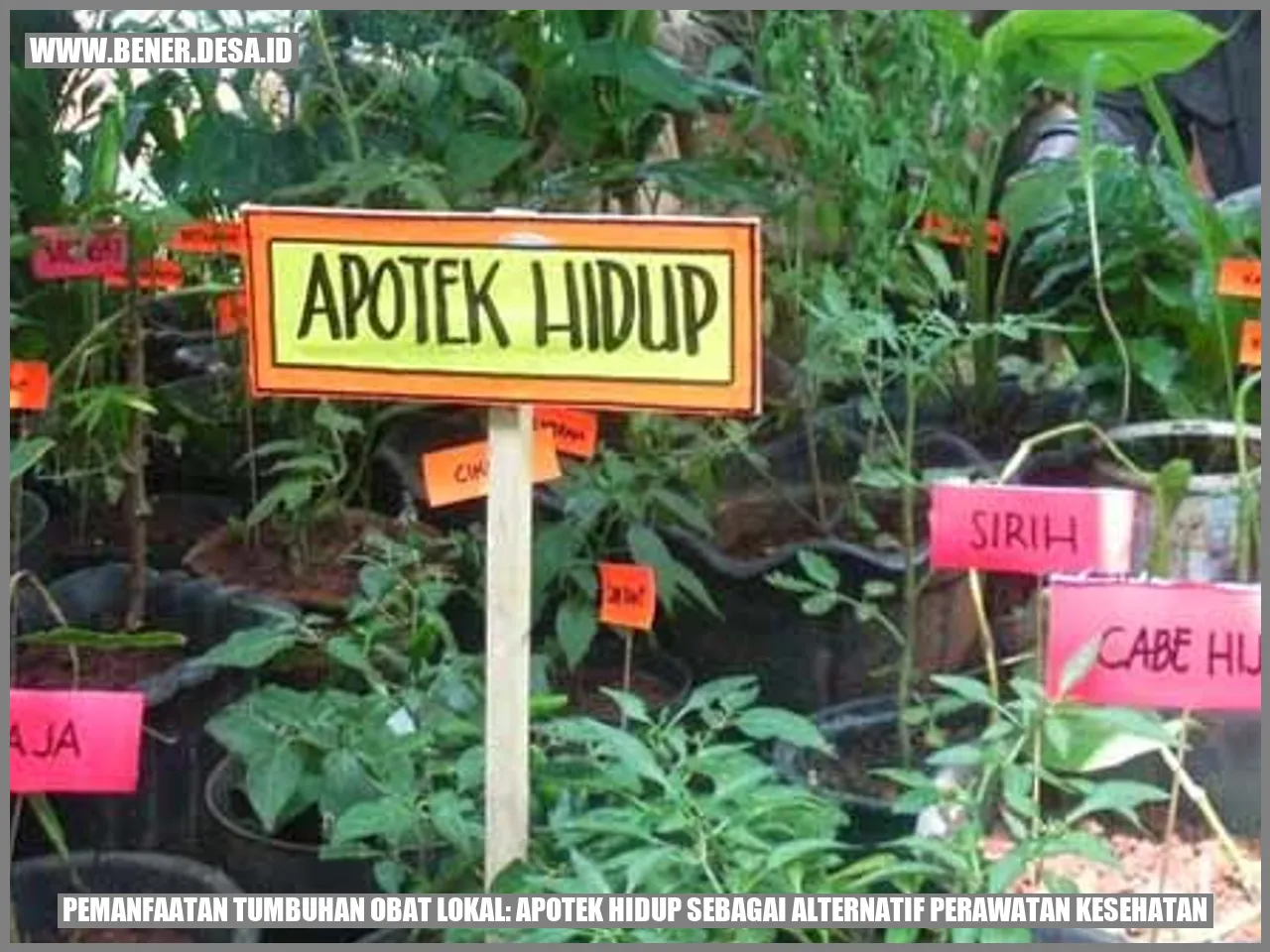 Pemanfaatan Tumbuhan Obat Lokal: Apotek Hidup Sebagai Alternatif Perawatan Kesehatan