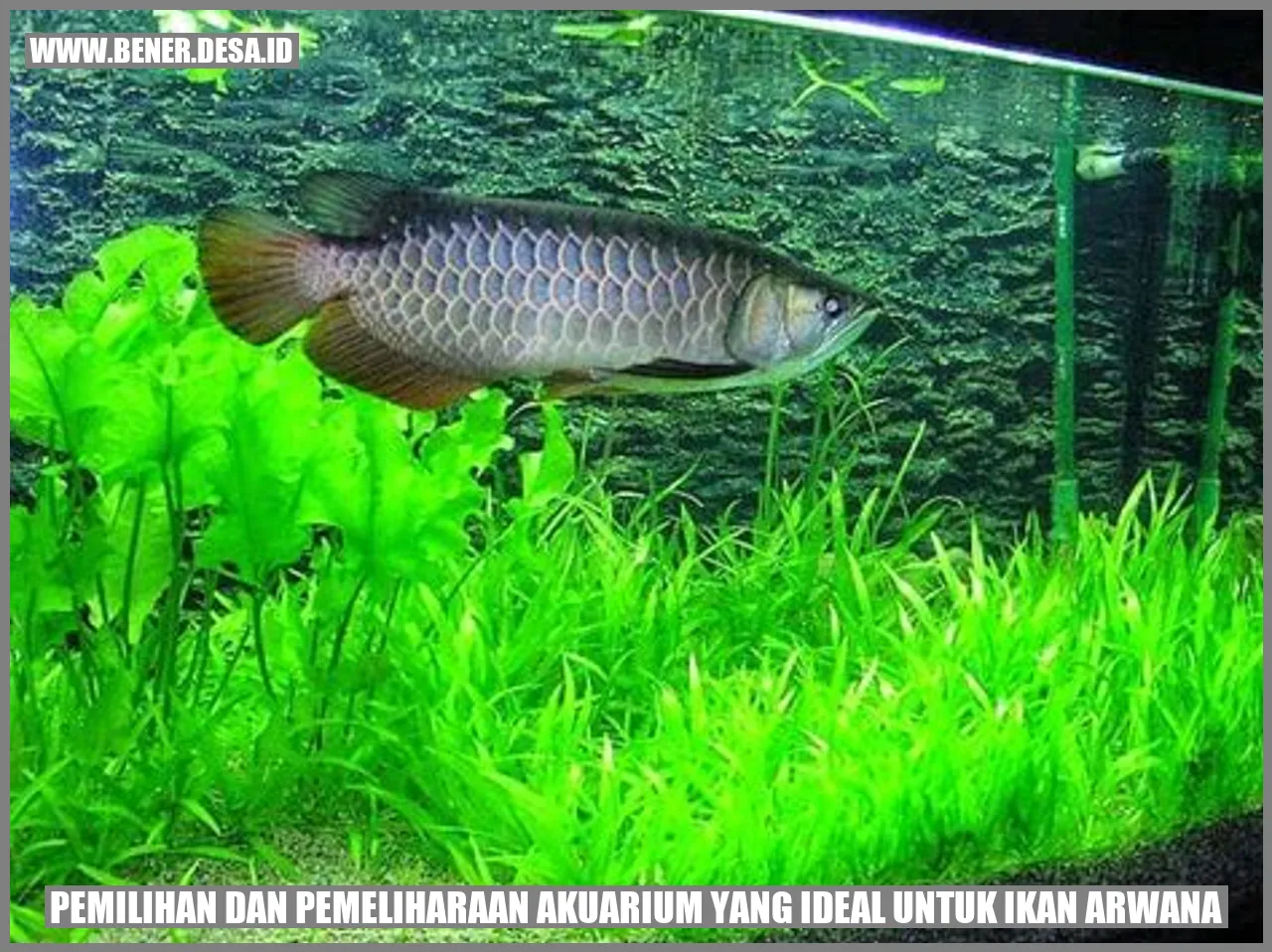 Akuarium Ikan Arwana