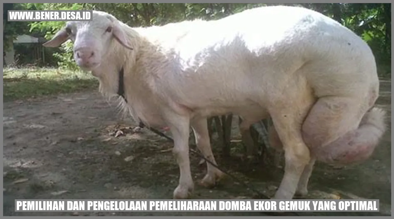 Pemilihan dan Pengelolaan Pemeliharaan Domba Ekor Gemuk yang Optimal