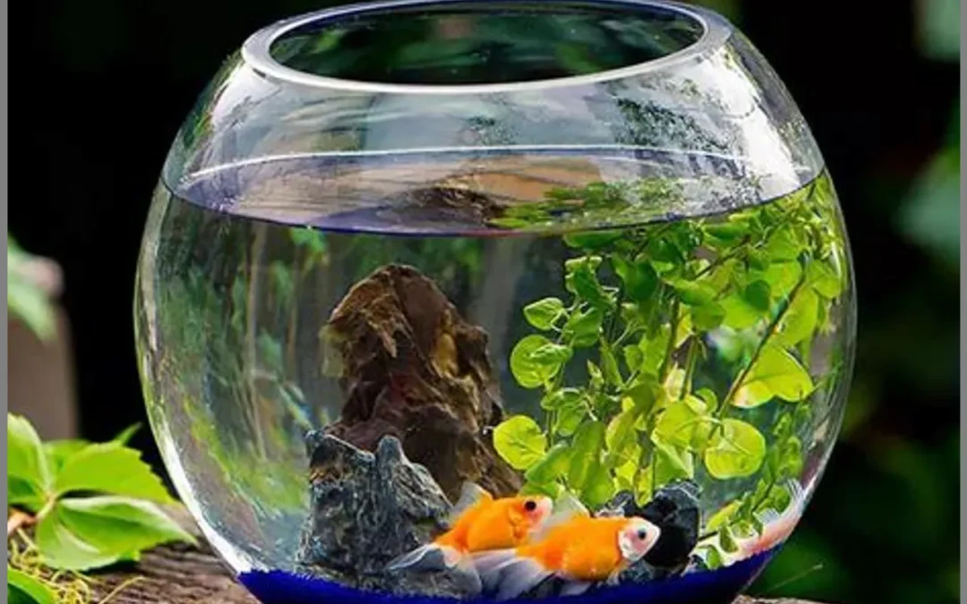 Pemilihan Jenis Akuarium yang Tepat untuk Ikan Hias: Pertimbangan Penting