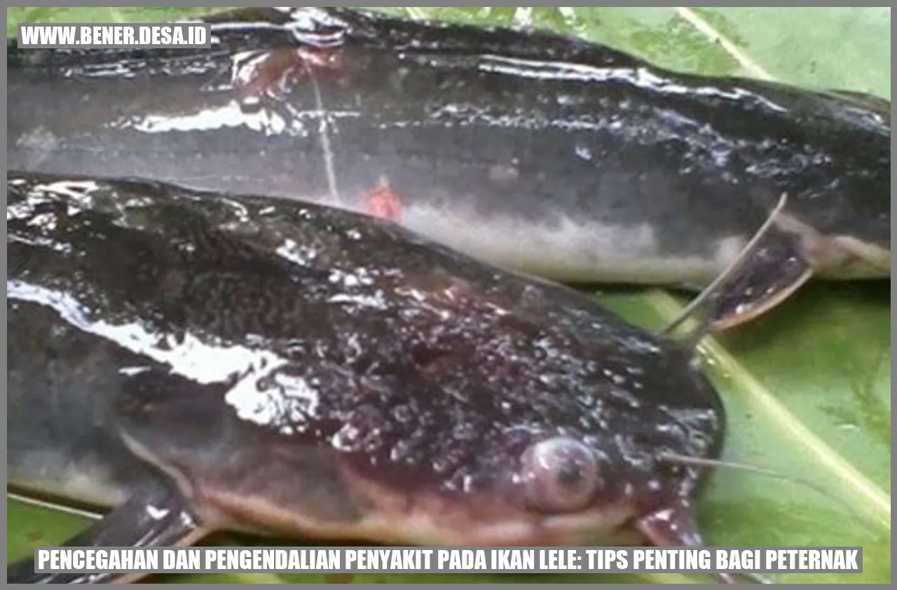 Pencegahan Penyakit pada Ikan Lele