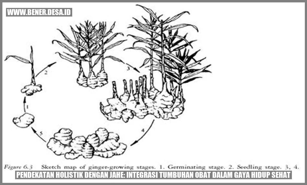Infografik Manfaat Jahe