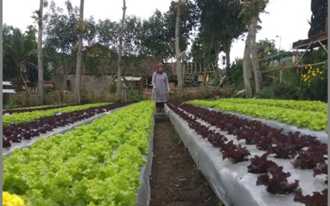Mantapnya Seru Agrowisata Desa Bener!